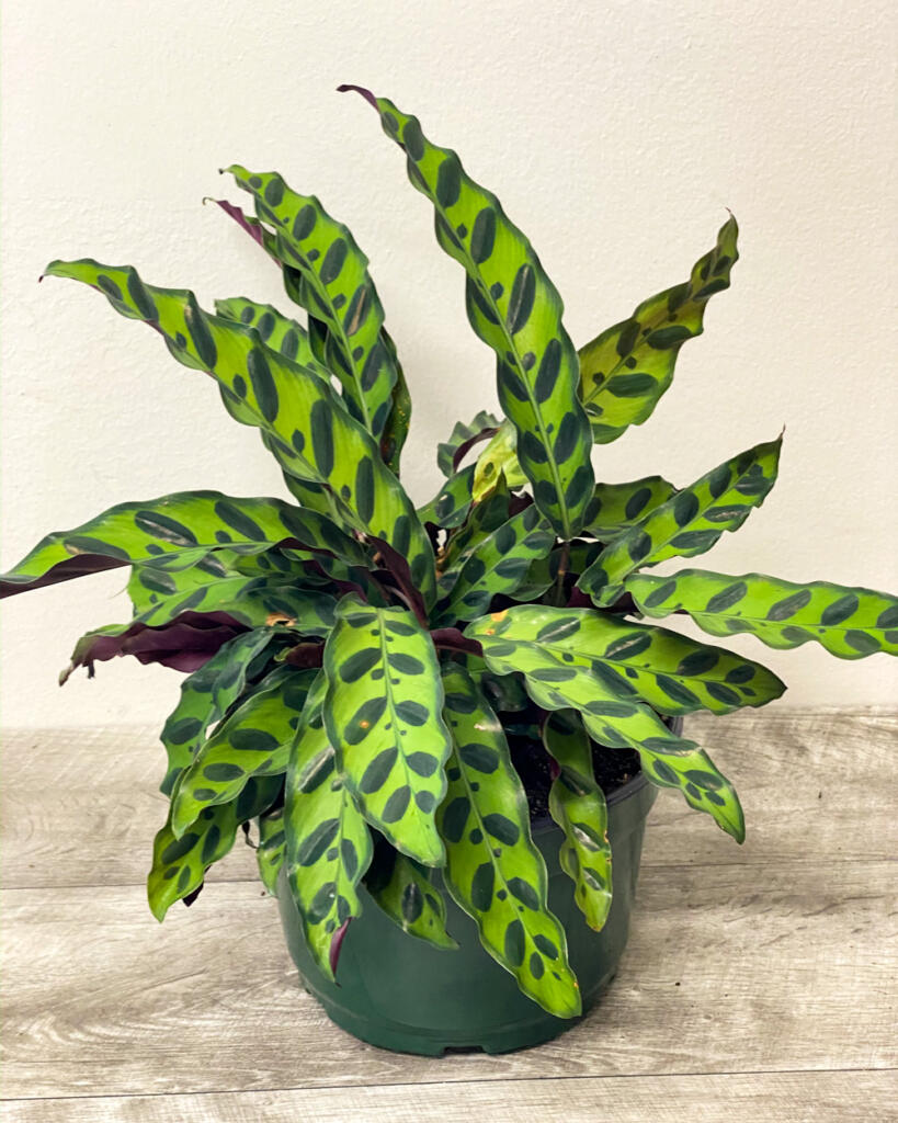 rattlesnake plant