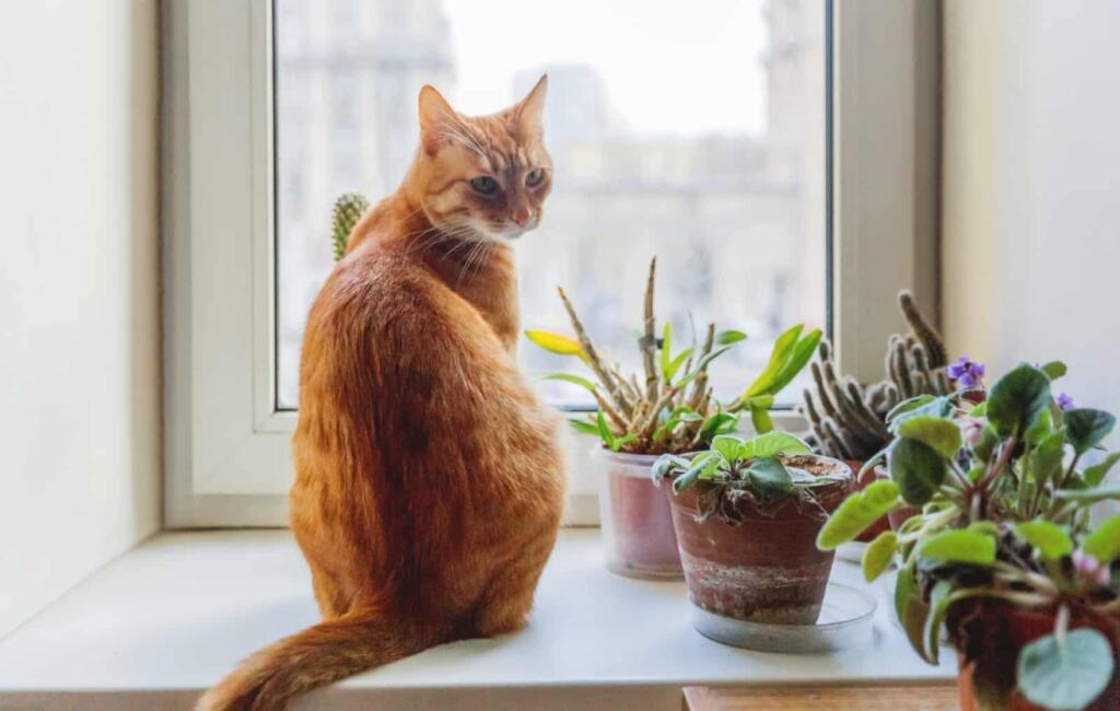 Cat sitting on window sill beside plants. 