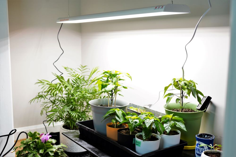 Many plants sitting under a large grow light.