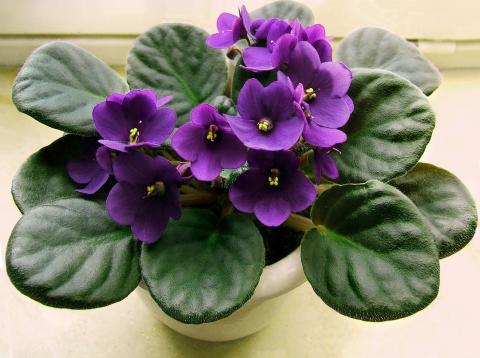 African violet