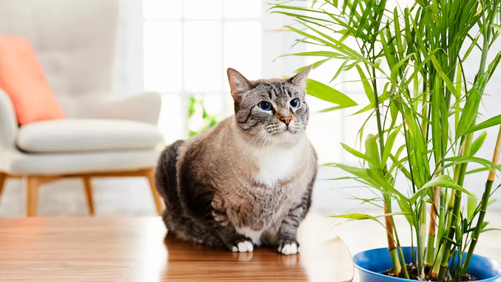 Cat sitting on counter beside beside plant 