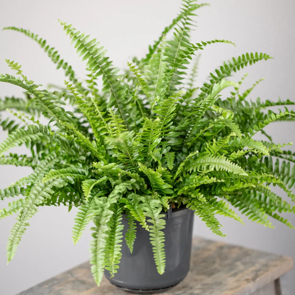 Boston fern, safe for dogs and cats