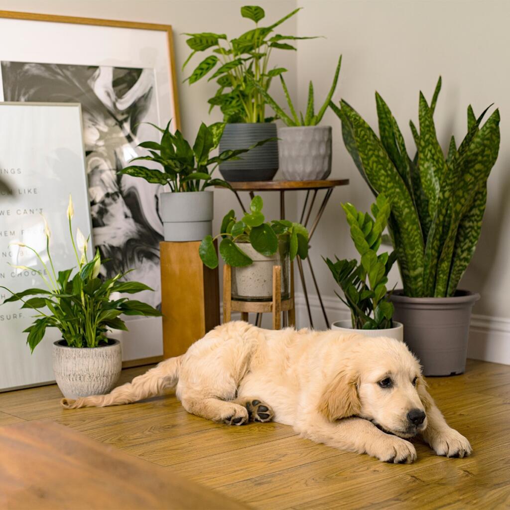 Golden Retriever puppy laying on wood floor beside plants. 