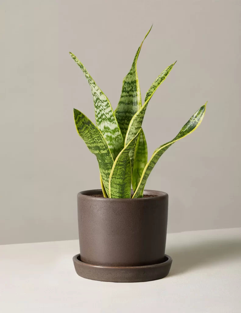 Snake plant, safe for dogs and cats
