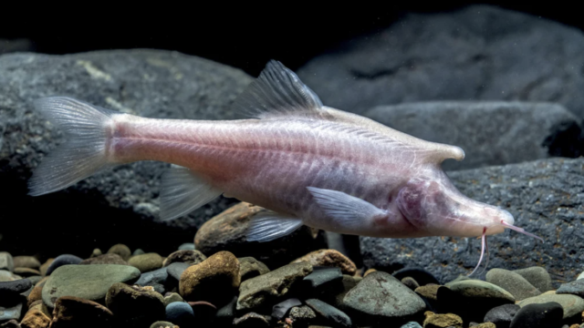 Subterranean Fish: Species Found in Underground Lakes