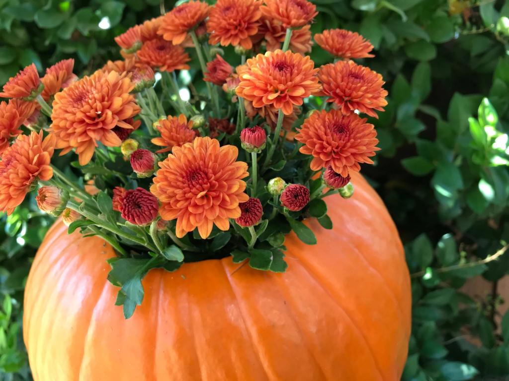 Mums in a pumpkin planter