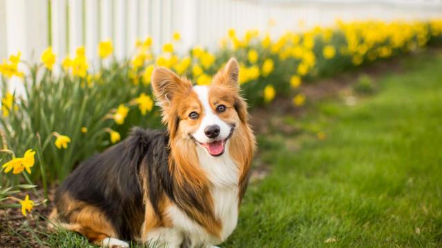 Pet-Friendly Plants for Your Lake Home Garden