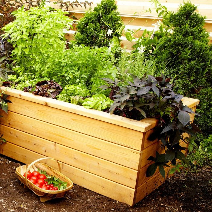self-watering vegetable garden in raised wooden bed with basket of tomatoes