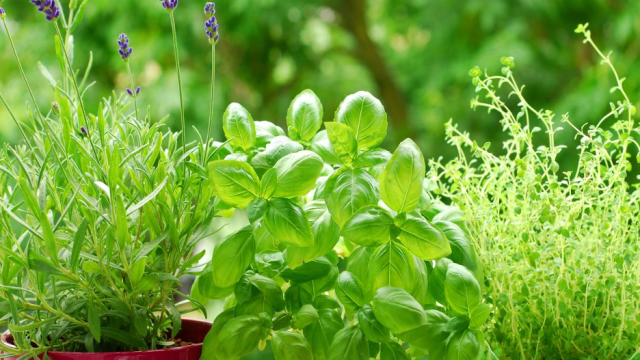 garden fresh herbs in pots