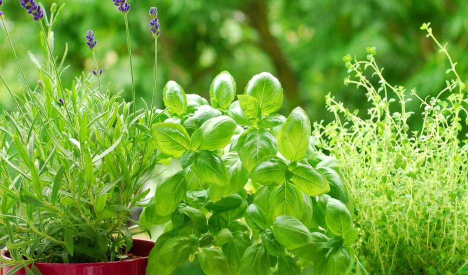 Easy Growing: Garden-Fresh Herbs with Lake-Inspired Recipes