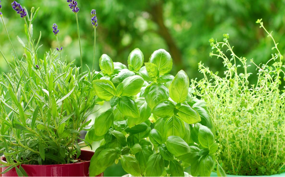 garden fresh herbs in pots