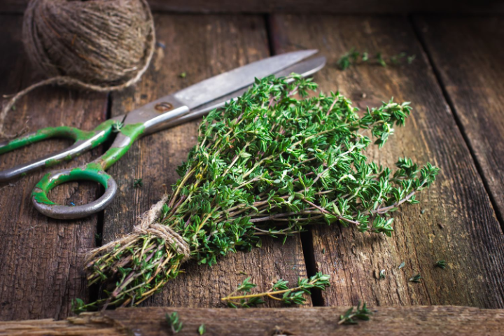 bundle of fresh thyme with twine and garden shears