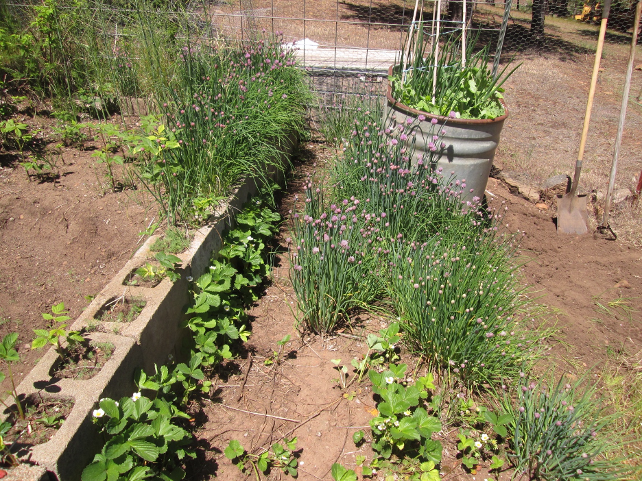a haphazard garden in the dirt with cinder block planters, garden shovels, and a metal planter