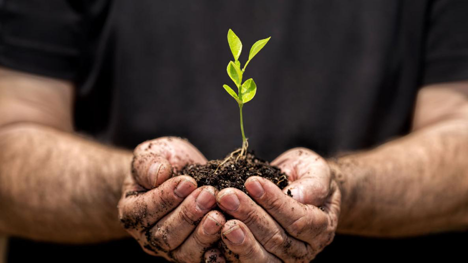 pair of hands holding soil with a green  newly sprouted plant