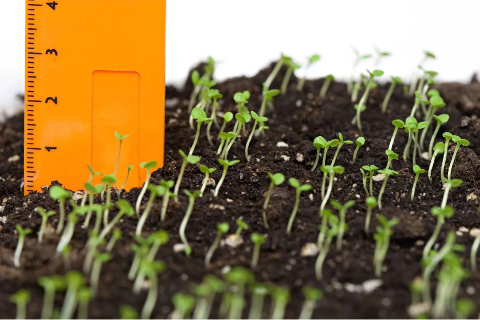 Sprouting plants in the soil with a ruler to show plant spacing and depth.