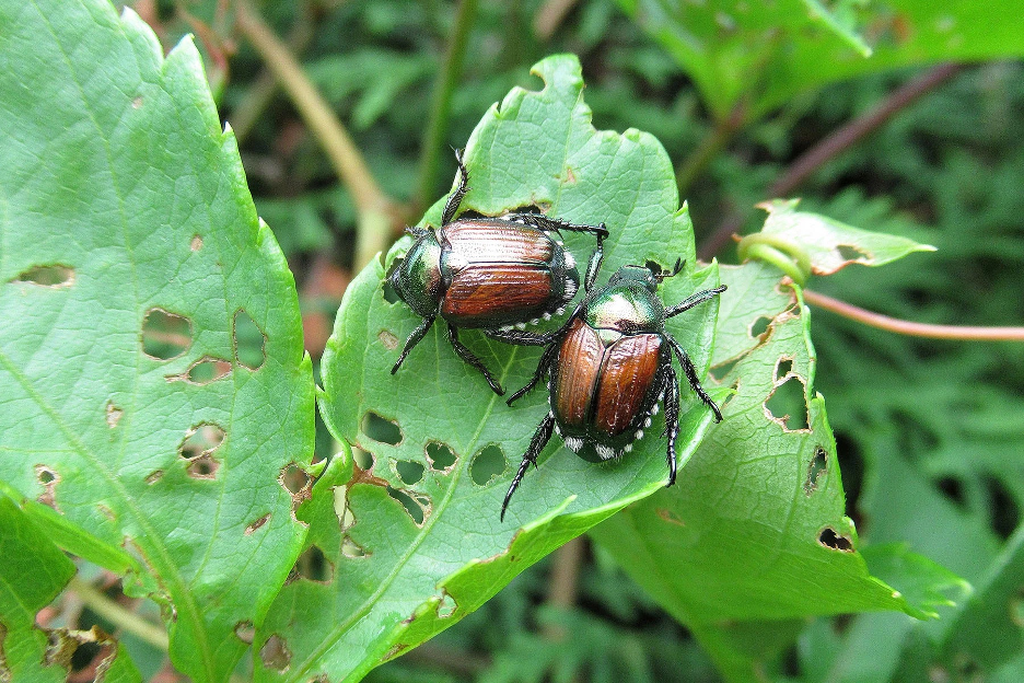 Two beetles infesting plant leaves in the garden.