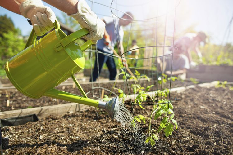 pair of hands in gardening gloves watering a plant with a green watering can with other gardeners in the background