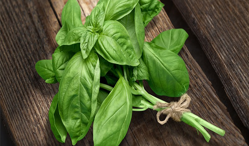 bundle of fresh sweet basil