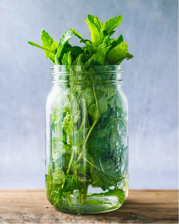 bundle of fresh mint in glass mason jar