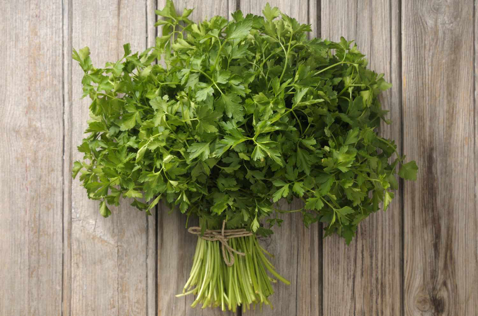 bundle of fresh flat Italian parsley