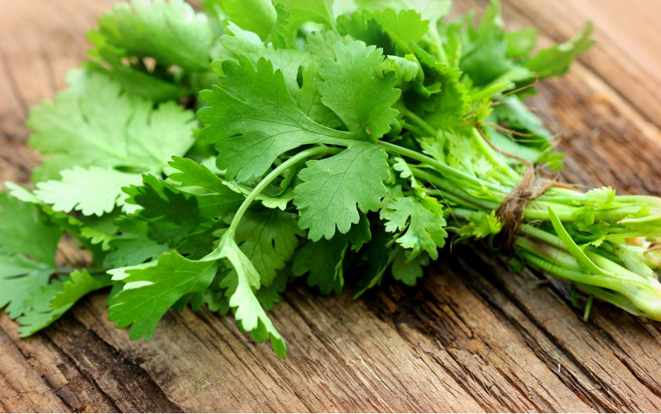 bundle of fresh cilantro