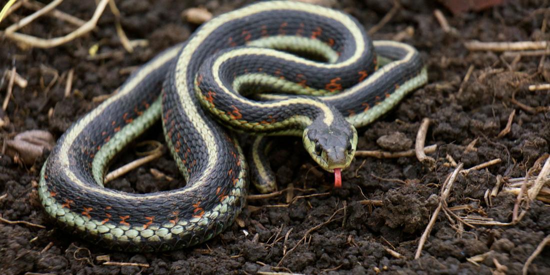 Identifying Common Snake Types