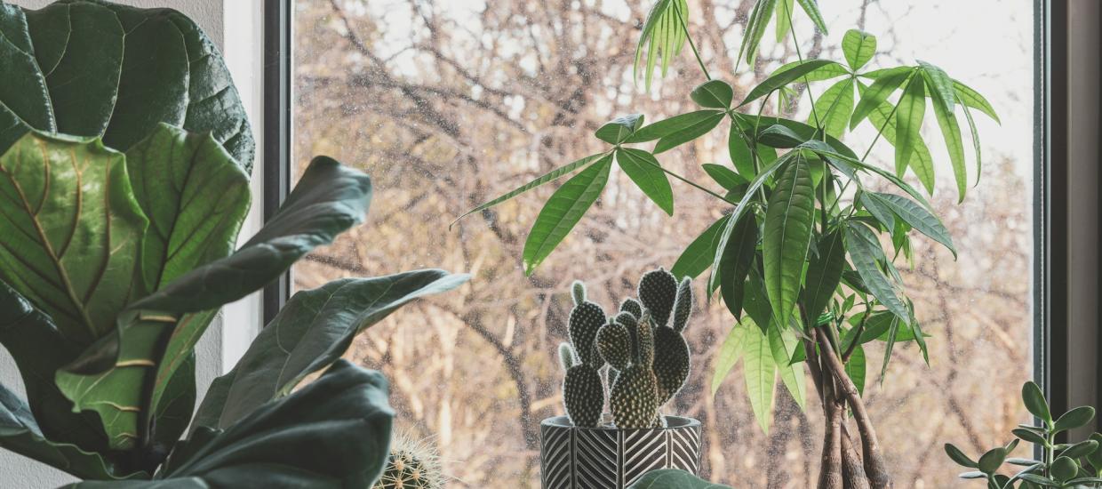 Winter Warriors: Nurturing Your Indoor Plants to Thrive Over the Long Cold Winter