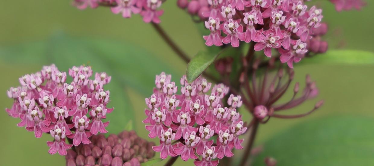 Non-Invasive Lake Plants