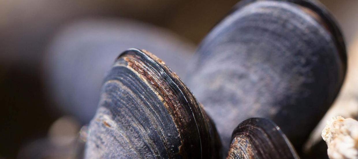 From Stream to River: The Fascinating World of Freshwater Mollusks