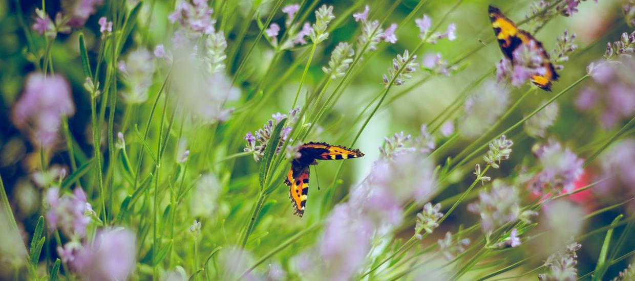 Wild Landscaping: Replace Your Lakefront Lawn with Native Low-Maintenance Alternatives