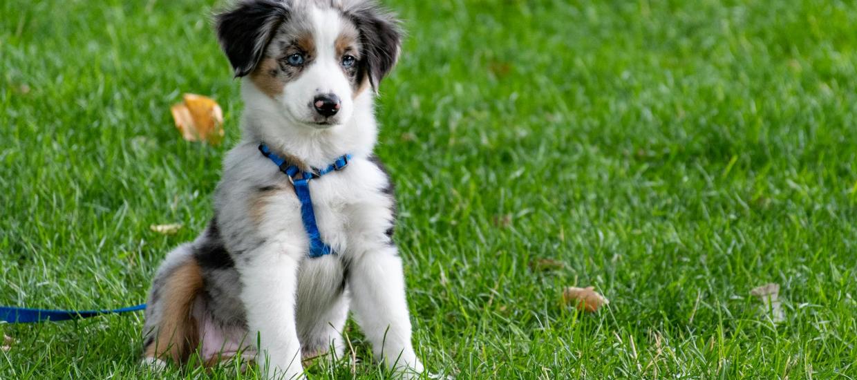 [CandysDirt.com] What Buyers Want in 2025: From Dog Parks to Downsizing, Amenities and Affordability Are Key