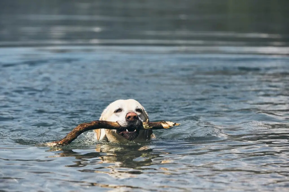 white dog swimming with a stick on Lake George, New York