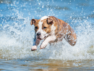 A frolicking dog jumping the waves on Lake Michigan with water spray in periphery