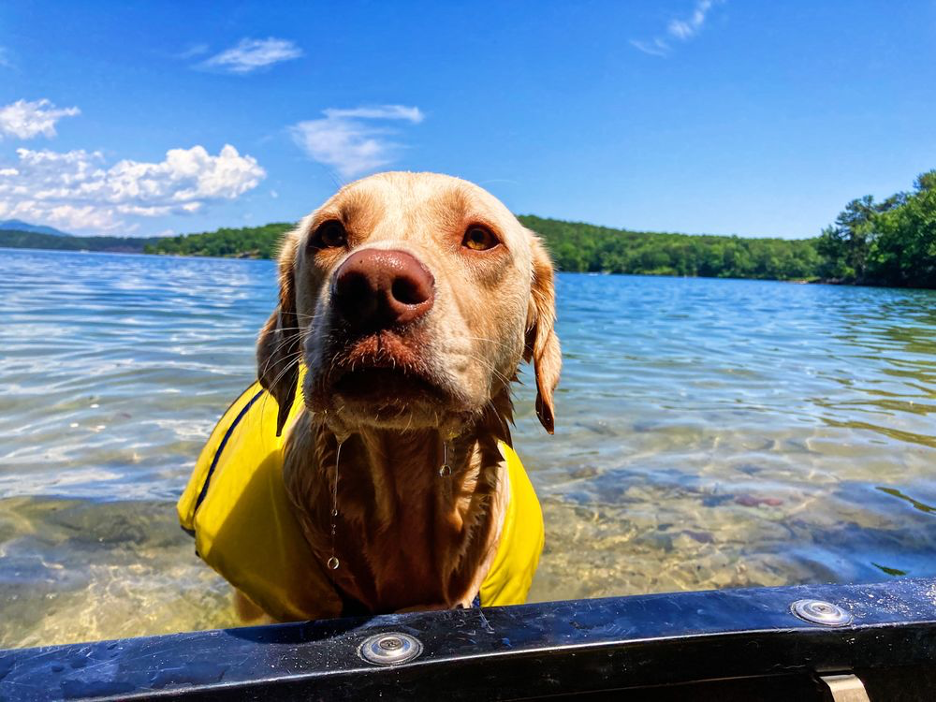 sweet dog with yellow life jacket in the crystal clear waters of Lake Jocassee, South Carolina (Southeast)