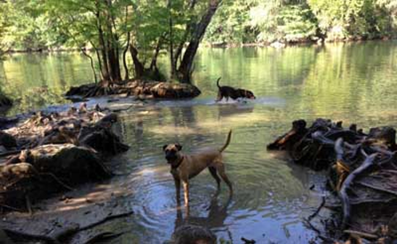 dogs playing in the woodsy waters of Red Bug Isle on Lady Bird Lake, Texas (Gulf)