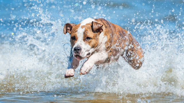 A frolicking dog jumping the waves on Lake Michigan with water spray in periphery
