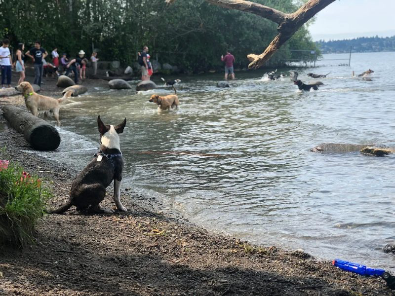 dogs playing in the off-leash Magnuson Park on Lake Washington, Washington (Pacific Northwest) bordering Seattle 