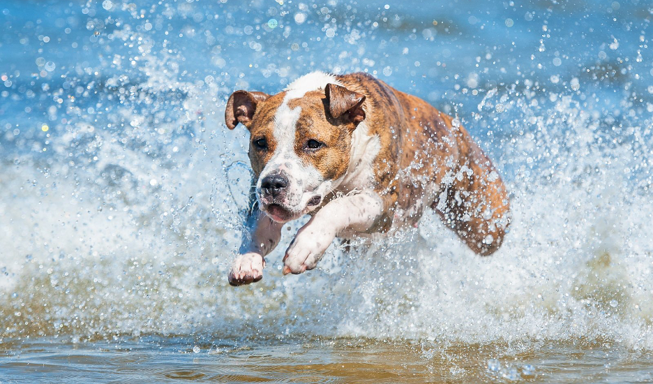 Dog Paddling: Treat your pups to a dip in these scenic dog-friendly lakes across the country.