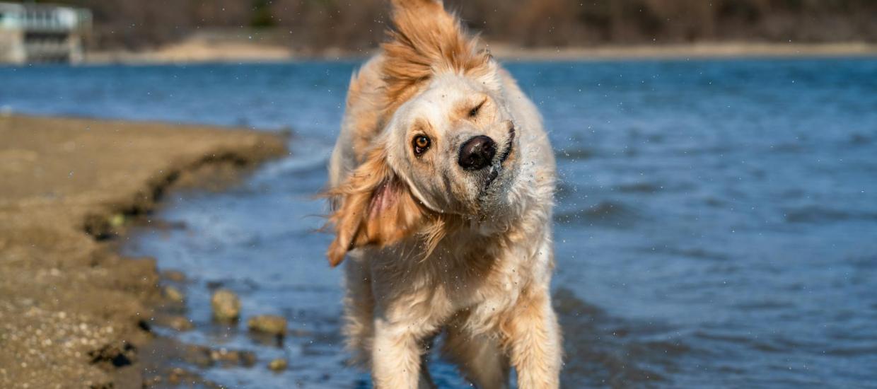 Dog Paddling: Treat your pups to a dip in these scenic dog-friendly lakes across the country.