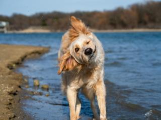 A wet dog on the sohre, shaking off the lake water after a swim.