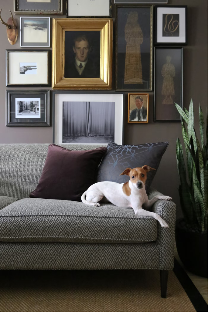 A gentleman's gallery wall highlighting artwork, and framed photographs in a sitting room with a Jack Russell sitting on a herringbone sofa.