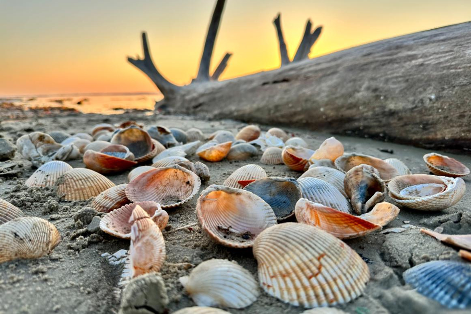 Seashells on the sand along the Gulf Coast of Texas
