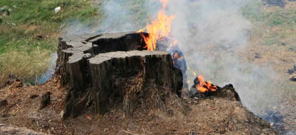 Burn the Stump (Only Where Legal and Safe)