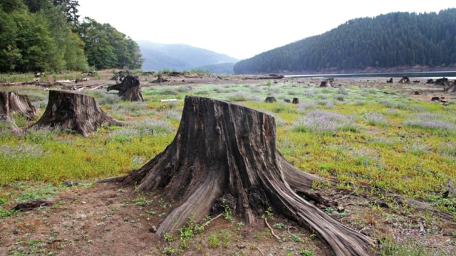 Tree stumps in Oregon landscape
