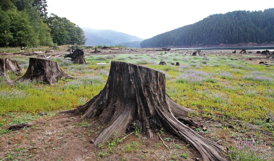 Tree Stump Removal Tips: How to Safely Remove a Tree Stump While Protecting Your Lawn’s Health