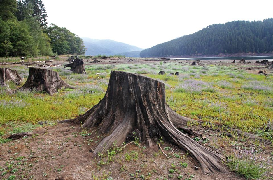 Tree stumps in Oregon landscape